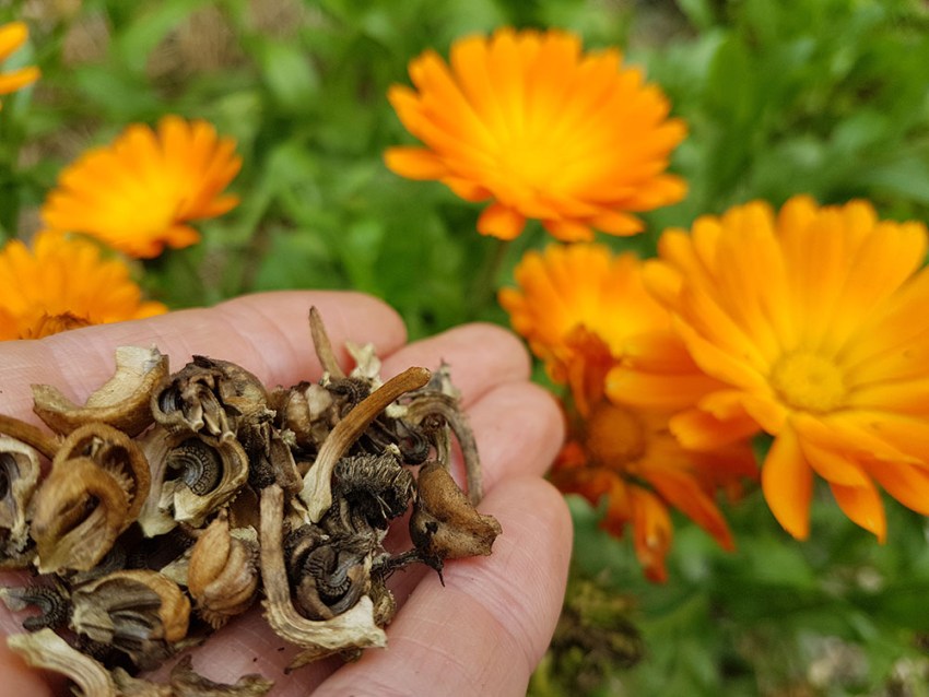 aynısafa çiçeği ne zaman ekilir