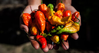 Bhut Jolokia Hayalet Biber: Dünyanın En Acı Biberi