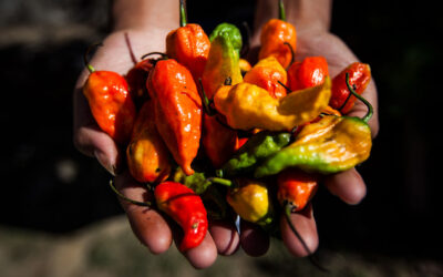 Bhut Jolokia Hayalet Biber: Dünyanın En Acı Biberi