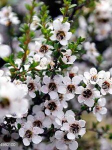  Manuka yağı OKB
