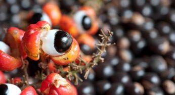 Guarana Kahve Nedir? Nasıl Kullanılır?