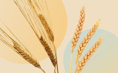 Arpa ile Buğday Arasındaki fark Nedir