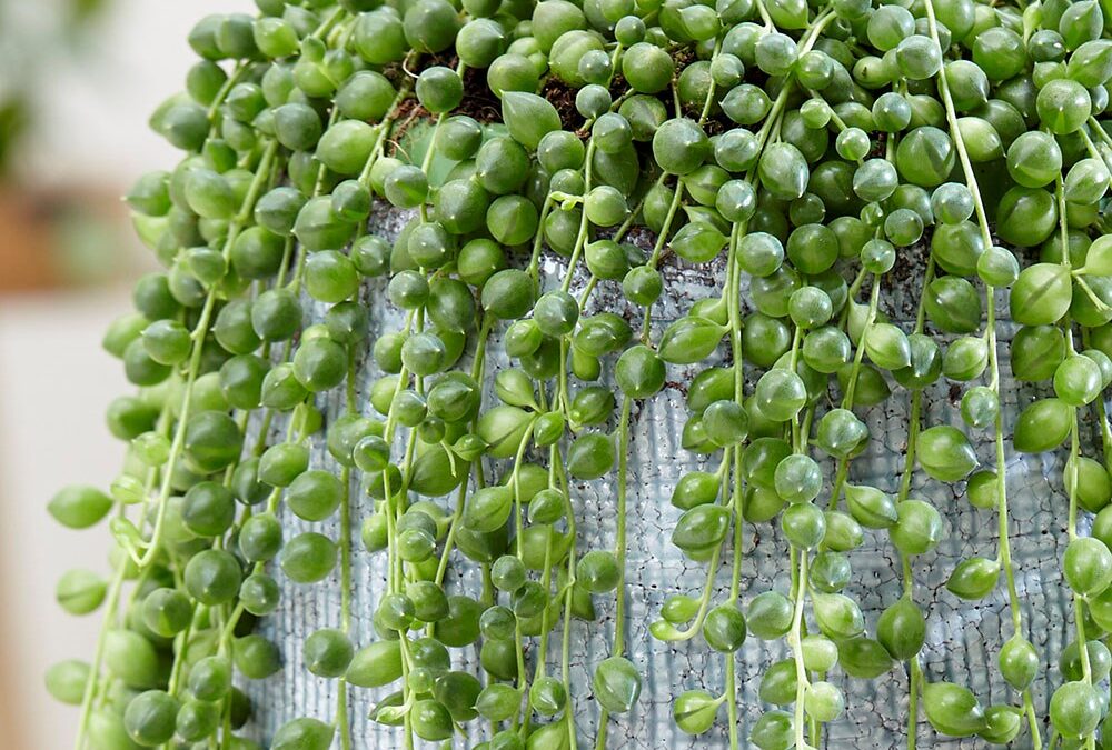 Tesbih çiçeği güneşi sever mi