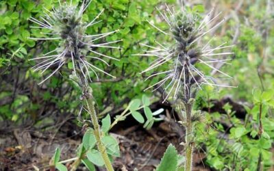 Katuki Nedir? Faydaları Neler? Ne için Kullanılır?