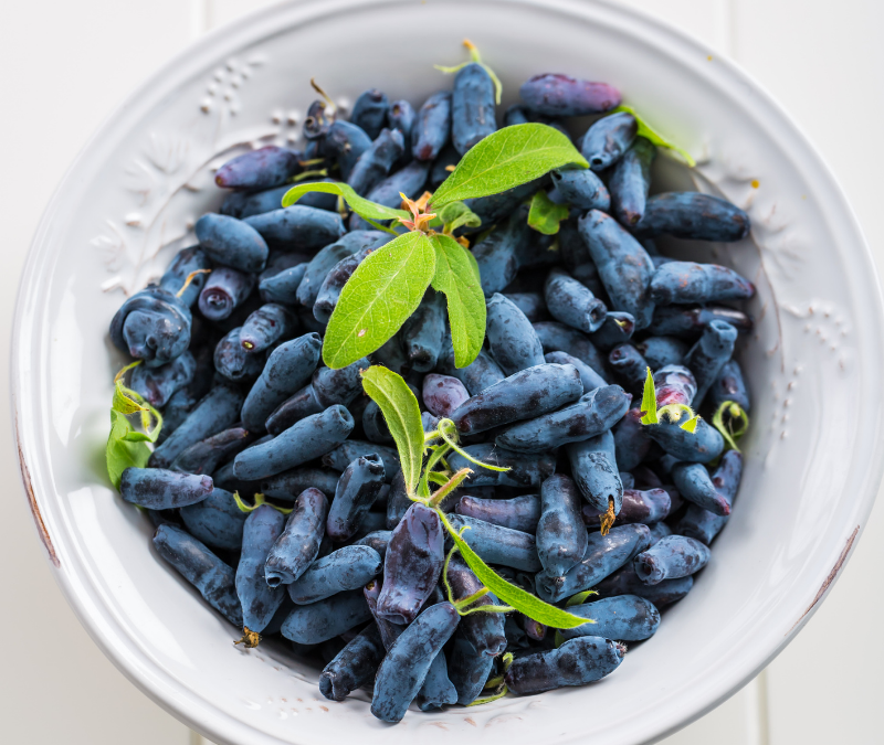 Bal yemişi kaç yaşında meyve verir