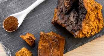 Chaga Mantarı Faydaları Neler? Chaga Çayı