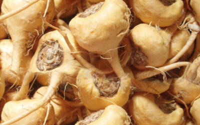Maca Kökü Nasıl Kullanılır? Faydaları Neler?