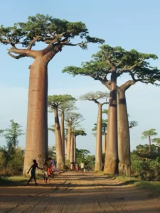  Baobab meyvesi faydaları