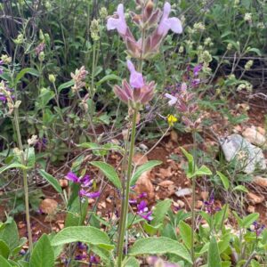 Anadolu Adaçayı Tohumu yabani Salvia Fruticosa Yabani