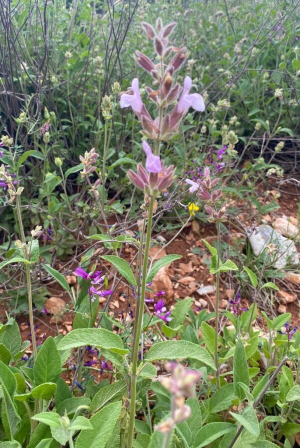 Anadolu Adaçayı Tohumu yabani Salvia Fruticosa Yabani