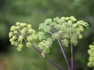  Dong quai zararları