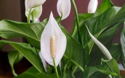 Barış çiçeği (Spathiphyllum) Bakımı