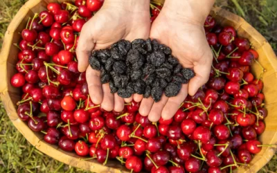 Kiraz Nasıl Kurutulur? Kirazı Güneşte Kurutma Yöntemleri