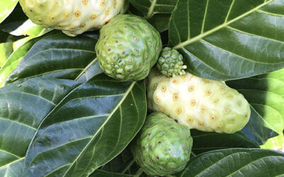 Noni Meyvesi Faydaları Neler? Noni Suyu (Noni Juice)