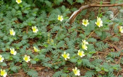 Tribulus Ne İşe Yarar? Testosteron Arttırır mı?