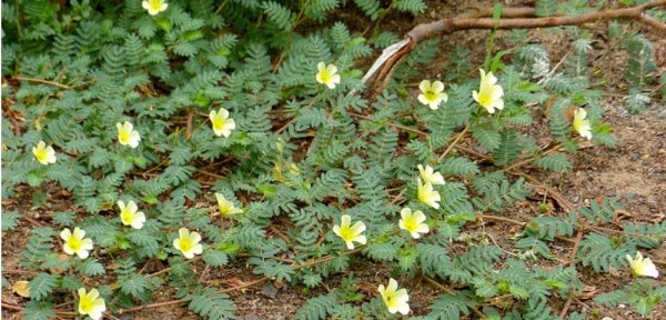 Tribulus Terrestris Nasıl Kullanılır