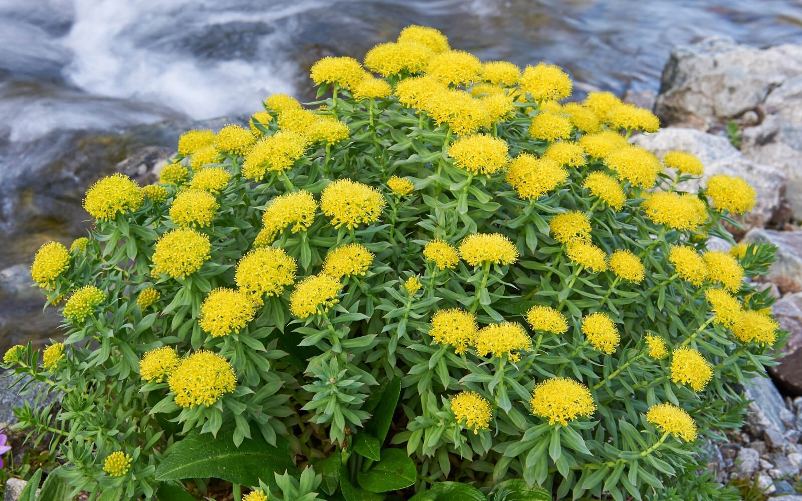 Rhodiola Rosea ne ise yarar