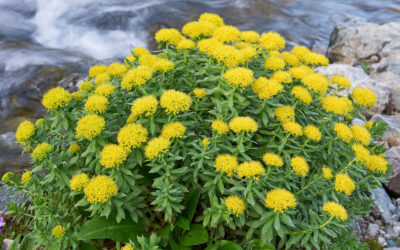 Rhodiola Rosea Ne İşe Yarar? Yan Etkileri