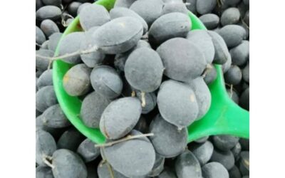 Velvet Tamarind Asam Kranji Nedir?