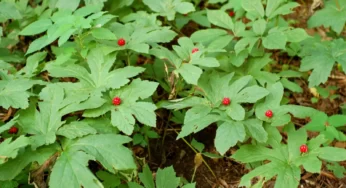 Altın Mühür Bitkisi Goldenseal Faydaları Neler?