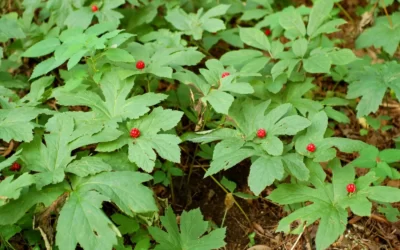 Altın Mühür Bitkisi Tozu Goldenseal Faydaları Neler?