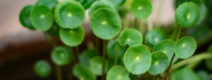 gotu kola cilde faydaları neler