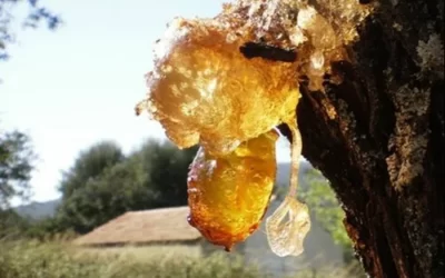 Gurjin Yağı Nedir? Gurjun Balzam Yağı Faydaları