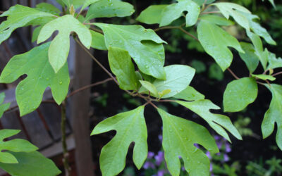 Sassafras Nedir? Sassafras Yağı Faydaları