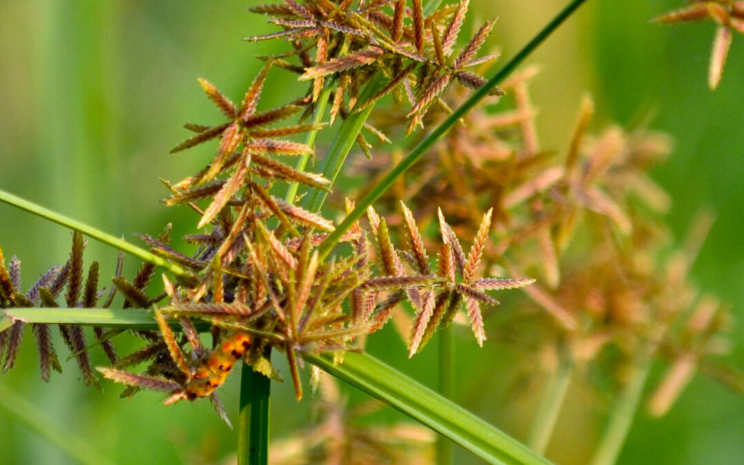 Topalak Otu Nedir? Topalak Tozu Bebekler için