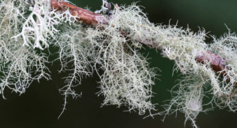 Usnea Nedir? Sakal Likeni Faydaları Neler?