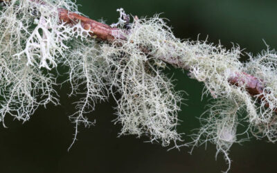 Usnea Nedir? Sakal Likeni Faydaları Neler?