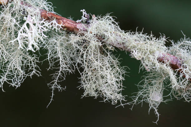 usnea nedir