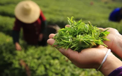 Çay Ağacı Yağı Saç için Nasıl Kullanılır?