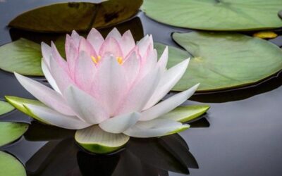 Lotus Çiçeği Anlamı & Hikayesi