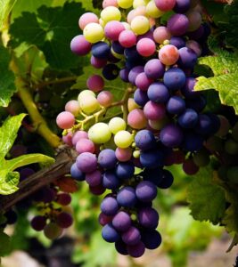  Tartarik asit Nedir ne için kullanılır