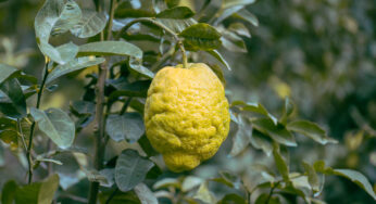 Bergamot Nedir? Bergamot Yağı Faydaları Neler?