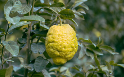 Bergamot Nedir? Bergamot Yağı Faydaları Neler?