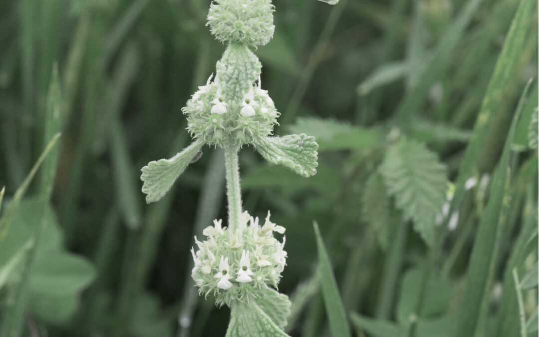 Karaderme otu faydaları
