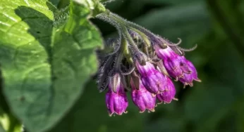 Allantoin Ne İşe Yarar? Nelerde Bulunur?