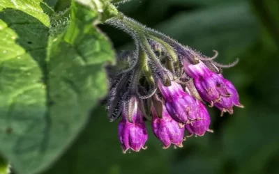 Allantoin Ne İşe Yarar? Nelerde Bulunur?