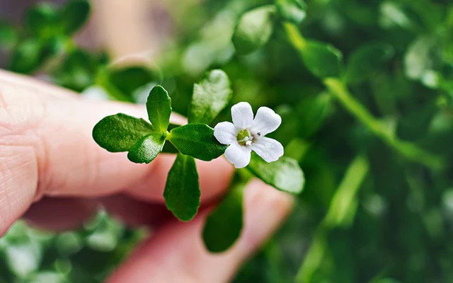 Bacopa Monnieri takviye