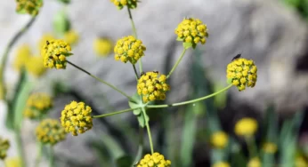 Bupleurum Nedir? Faydaları Neler?