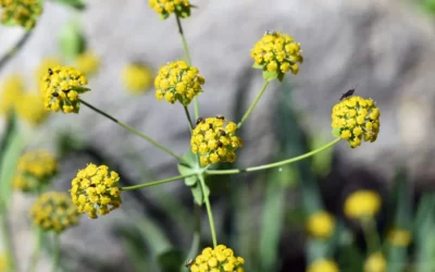 Bupleurum Nedir? Faydaları Neler?