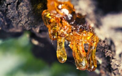 Copaiba Yağı Nedir? Faydaları Neler?