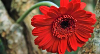 Gerbera Çiçeği Bakımı: Nasıl Yetiştirilir?