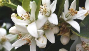 Neroli yağının faydaları