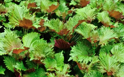 Biftek Otu Nedir? Shiso (Perilla) Nasıl Kullanılır?