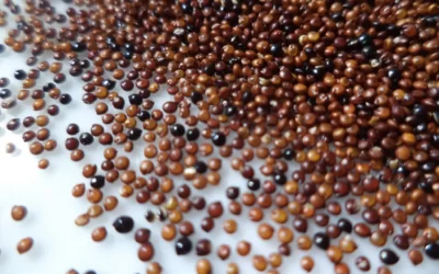 Kaniwa Tohumu Nedir? Nasıl Pişirilir?