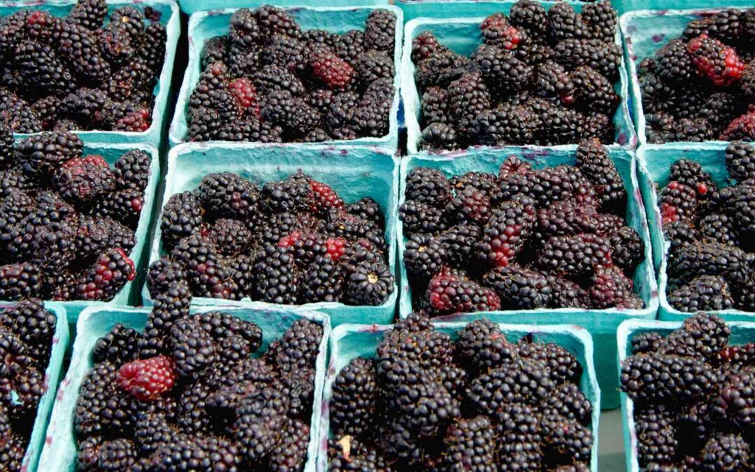 Marionberry Nedir?
