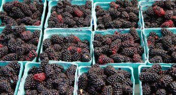 Marionberry Nedir?